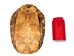 Red Ear Turtle Shell 9" to 10" - 227GS-0910 (Y2N)