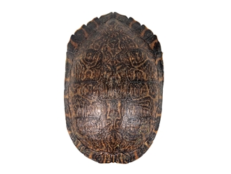 Red Ear Turtle Shell 9" to 10" 