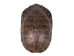 Red Ear Turtle Shell 9" to 10" - 227GS-0910 (Y3L)