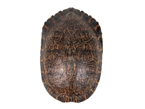 Red Ear Turtle Shell 9" to 10" 
