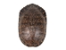 Red Ear Turtle Shell 9" to 10" - 227GS-0910 (Y2N)