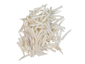 Dentalium octagulatum: ~0.5" to 1" (100 pieces) dentalia, tusk shells