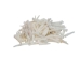 Dentalium octagulatum: ~0.5" to 1" (100 pieces) - 267-C-S (Y2JC06)