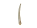 Dentalium octagulatum: ~0.5" to 1" (100 pieces) - 267-C-S (Y2JC06)