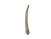 Dentalium octagulatum: ~0.5" to 1" (kg) - 267-KG-S (Y3LR-B1)