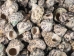 Turbo Bruneus Shells (1 kg or 2.2 lbs) - 2HS-3035K-KG (Y3K)