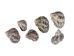 Turbo Bruneus Shells (1 kg or 2.2 lbs) - 2HS-3035K-KG (Y3K)