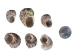 Turbo Bruneus Shells (1 kg or 2.2 lbs) - 2HS-3035K-KG (Y3K)