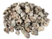 Turbo Bruneus Shells (1 kg or 2.2 lbs) - 2HS-3035K-KG (Y3K)