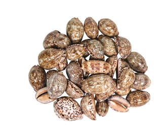 Mixed Polished Arabian Cowrie Shells 2"-3" (1 kg or 2.2 lbs)  