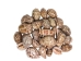 Mixed Polished Arabian Cowrie Shells 2"-3" (1 kg or 2.2 lbs)  - 2HS-3064K-KG (Y3K)