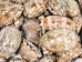 Mixed Polished Arabian Cowrie Shells 2"-3" (1 kg or 2.2 lbs)  - 2HS-3064K-KG (Y3K)