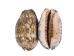 Mixed Polished Arabian Cowrie Shells 2"-3" (1 kg or 2.2 lbs)  - 2HS-3064K-KG (Y3K)