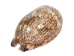 Mixed Polished Arabian Cowrie Shells 2"-3" (1 kg or 2.2 lbs)  - 2HS-3064K-KG (Y3K)