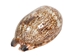 Mixed Polished Arabian Cowrie Shells 2"-3" (1 kg or 2.2 lbs)  - 2HS-3064K-KG (Y3K)