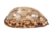 Mixed Polished Arabian Cowrie Shells 2"-3" (1 kg or 2.2 lbs)  - 2HS-3064K-KG (Y3K)
