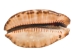 Mixed Polished Arabian Cowrie Shells 2"-3" (1 kg or 2.2 lbs)  - 2HS-3064K-KG (Y3K)