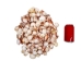 Florida Prickly Cockle Shells 1.5"-1.75" (gallon) - 2HS-3210-GA (Y3K)