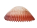 Florida Prickly Cockle Shells 1.5"-1.75" (gallon) - 2HS-3210-GA (Y3K)