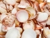 Florida Prickly Cockle Shells 1.5"-1.75" (gallon) - 2HS-3210-GA (Y3K)