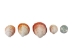 Florida Prickly Cockle Shells 1.5"-1.75" (gallon) - 2HS-3210-GA (Y3K)