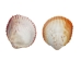 Florida Prickly Cockle Shells 1.5"-1.75" (gallon) - 2HS-3210-GA (Y3K)