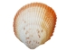 Florida Prickly Cockle Shells 1.5"-1.75" (gallon) - 2HS-3210-GA (Y3K)