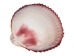 Florida Prickly Cockle Shells 1.5"-1.75" (gallon) - 2HS-3210-GA (Y3K)