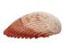 Florida Prickly Cockle Shells 1.5"-1.75" (gallon) - 2HS-3210-GA (Y3K)