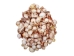 Florida Prickly Cockle Shells 1.5"-1.75" (gallon) - 2HS-3210-GA (Y3K)