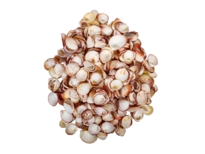 Florida Prickly Cockle Shells 1.5"-1.75" (gallon) 