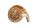 Dog Conch Shells 2"-2.5" (gallon) - 2HS-3218-GA (Y3K)
