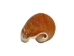 Dog Conch Shells 2"-2.5" (gallon) - 2HS-3218-GA (Y3K)