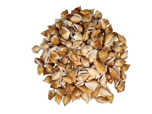 Dog Conch Shells 2"-2.5" (gallon) 