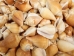 Dog Conch Shells 2"-2.5" (gallon) - 2HS-3218-GA (Y3K)