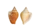 Dog Conch Shells 2"-2.5" (gallon) - 2HS-3218-GA (Y3K)