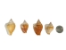 Dog Conch Shells 2"-2.5" (gallon) - 2HS-3218-GA (Y3K)