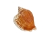 Dog Conch Shells 2"-2.5" (gallon) - 2HS-3218-GA (Y3K)