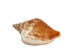 Dog Conch Shells 2"-2.5" (gallon) - 2HS-3218-GA (Y3K)