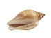 Dog Conch Shells 2"-2.5" (gallon) - 2HS-3218-GA (Y3K)