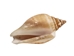 Dog Conch Shells 2"-2.5" (gallon) - 2HS-3218-GA (Y3K)