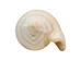 White Dog Conch Shells 2"-2.5" (gallon) - 2HS-3218W-GA (Y3K)