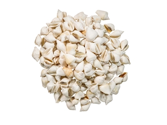 White Dog Conch Shells 2"-2.5" (gallon) 