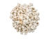 White Dog Conch Shells 2"-2.5" (gallon) - 2HS-3218W-GA (Y3K)
