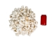 White Dog Conch Shells 2"-2.5" (gallon) - 2HS-3218W-GA (Y3K)