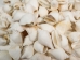 White Dog Conch Shells 2"-2.5" (gallon) - 2HS-3218W-GA (Y3K)