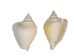White Dog Conch Shells 2"-2.5" (gallon) - 2HS-3218W-GA (Y3K)