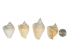 White Dog Conch Shells 2"-2.5" (gallon) - 2HS-3218W-GA (Y3K)