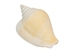 White Dog Conch Shells 2"-2.5" (gallon) - 2HS-3218W-GA (Y3K)
