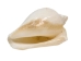 White Dog Conch Shells 2"-2.5" (gallon) - 2HS-3218W-GA (Y3K)